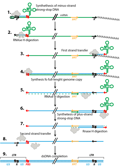 ssRNA(RT) replication/transcription ViralZone