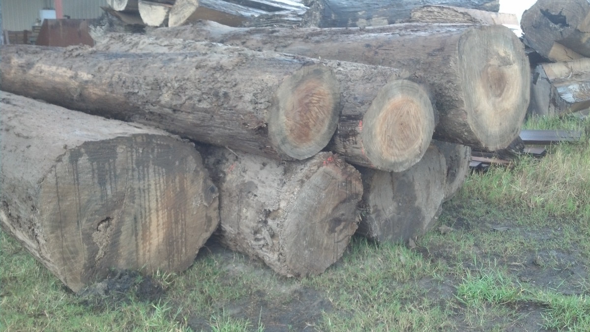 sinker cypress trunk cut logs Virgin Cypress