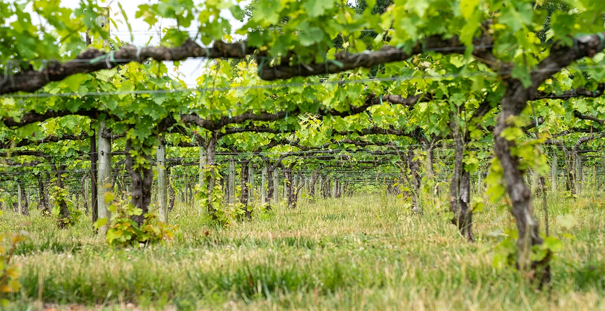 Virginia Farms For Sale Virginia Estates