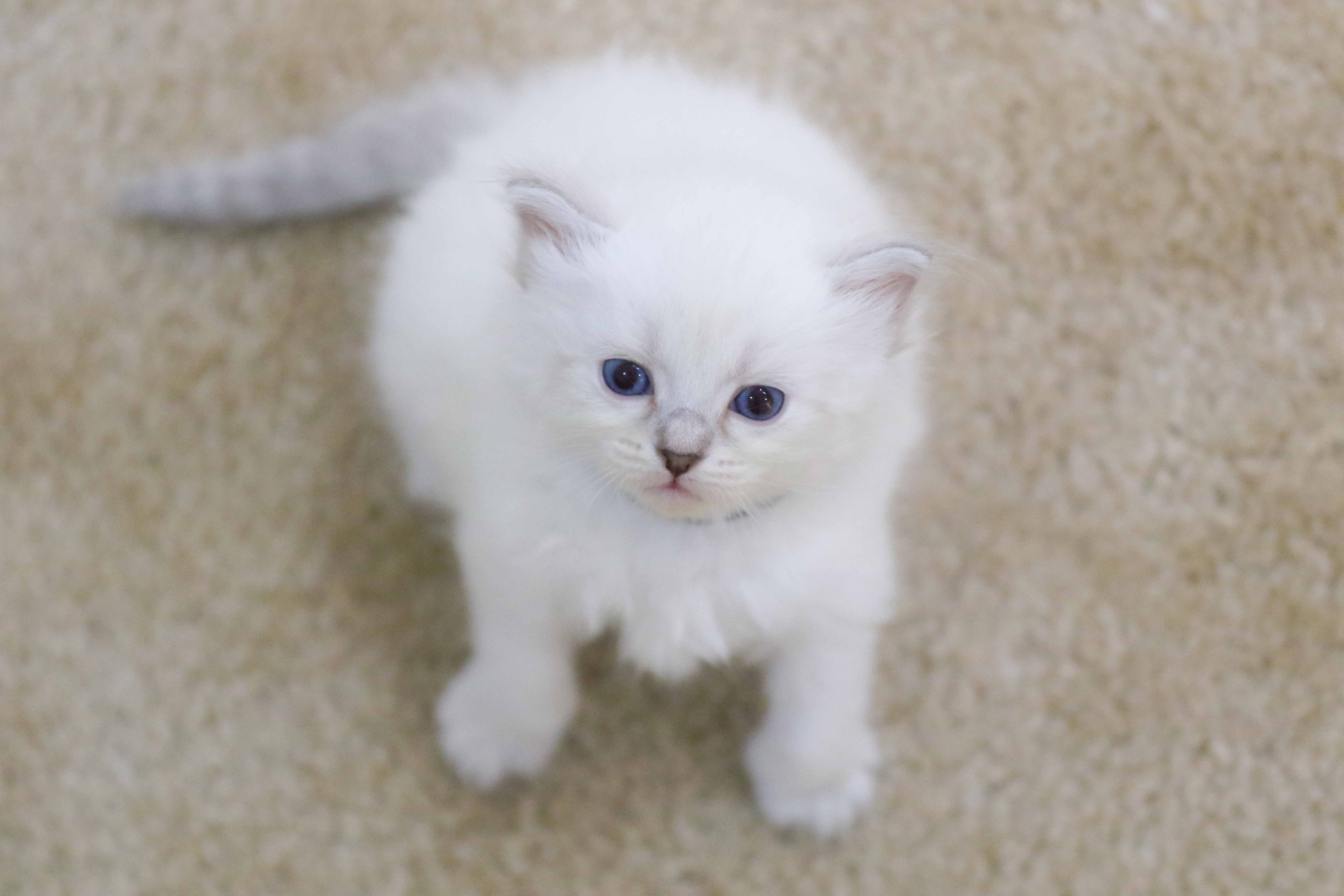 VirginiaKittens Siberian Cats in Virginia