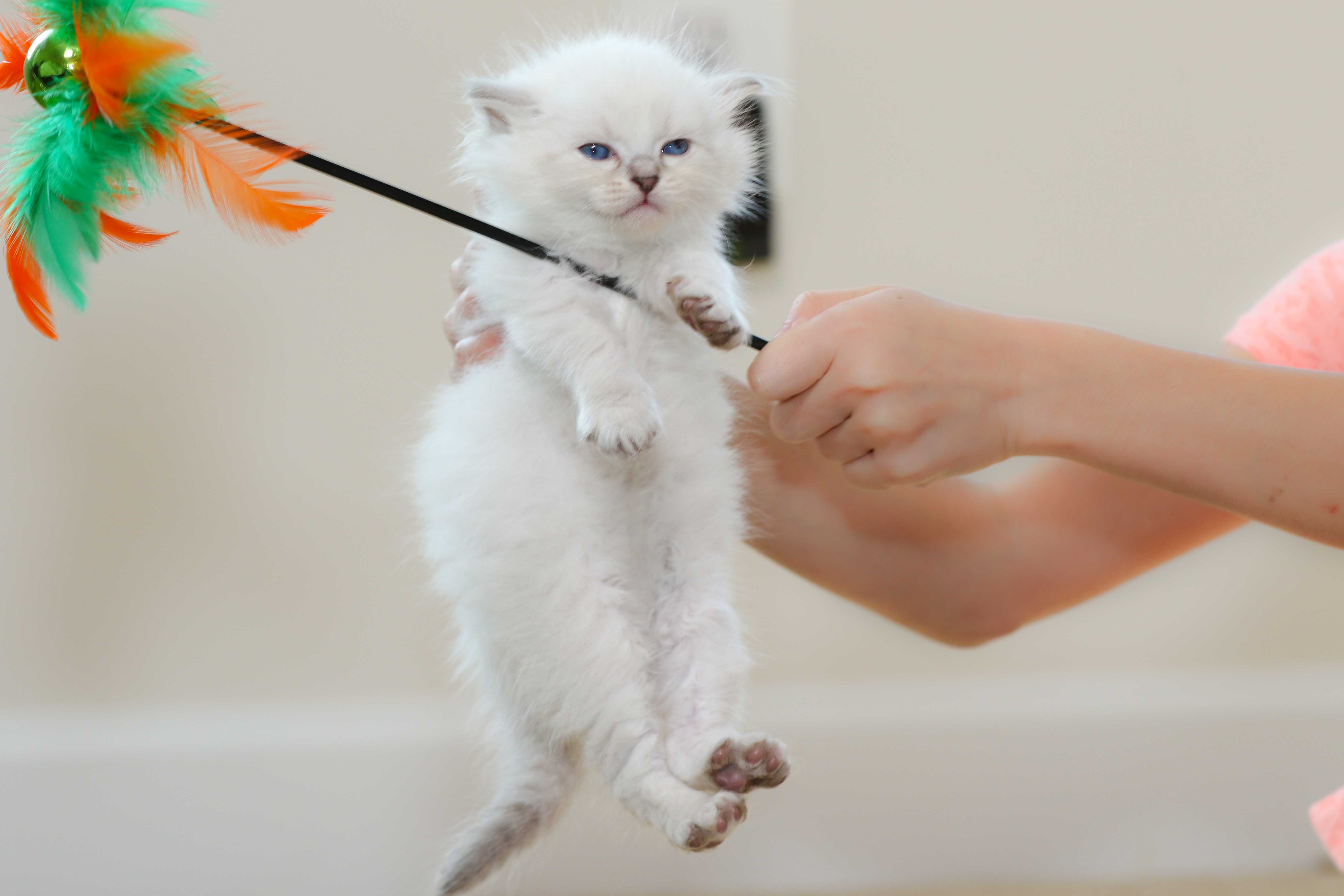 VirginiaKittens Siberian Cats in Virginia