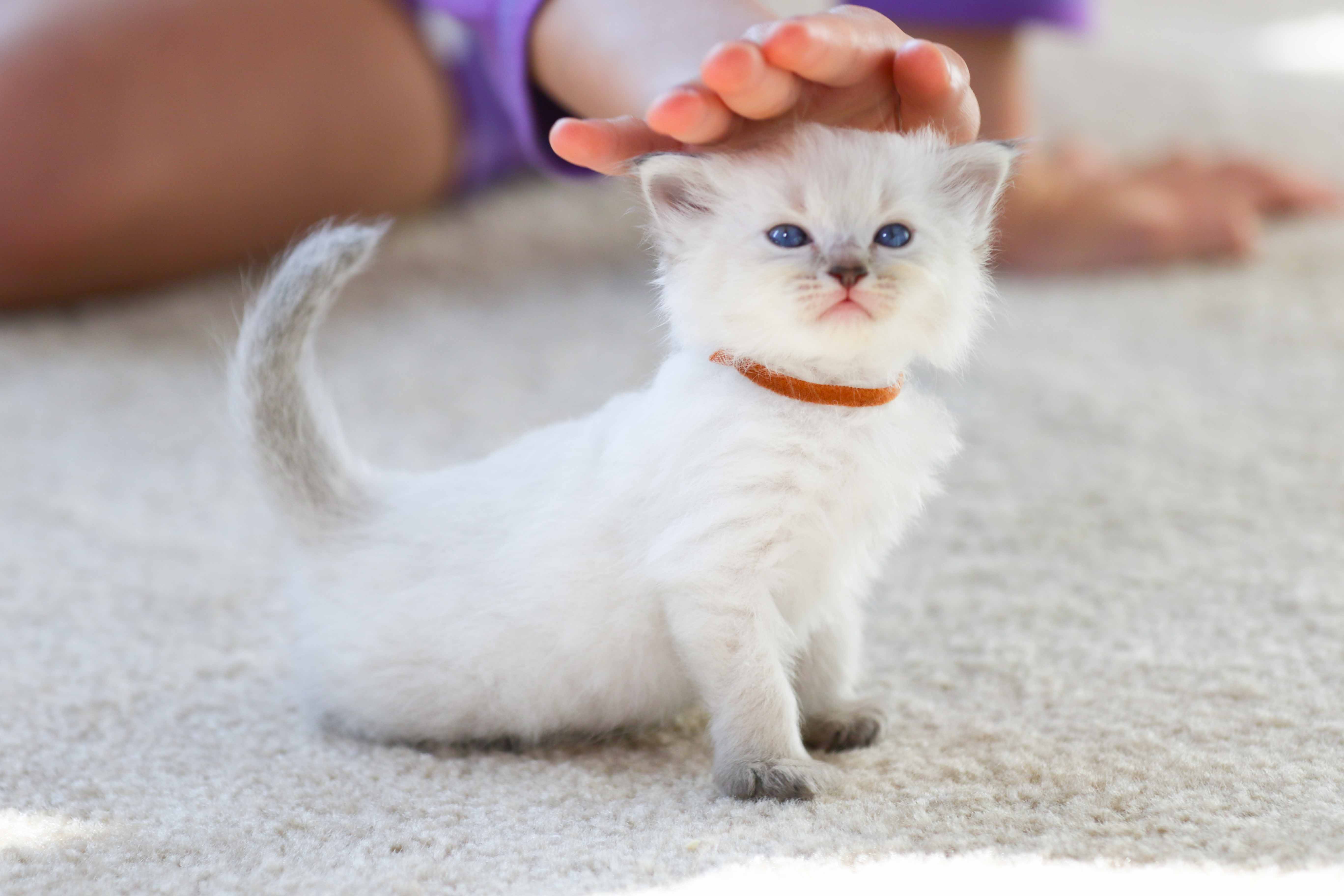 VirginiaKittens Siberian Cats in Virginia
