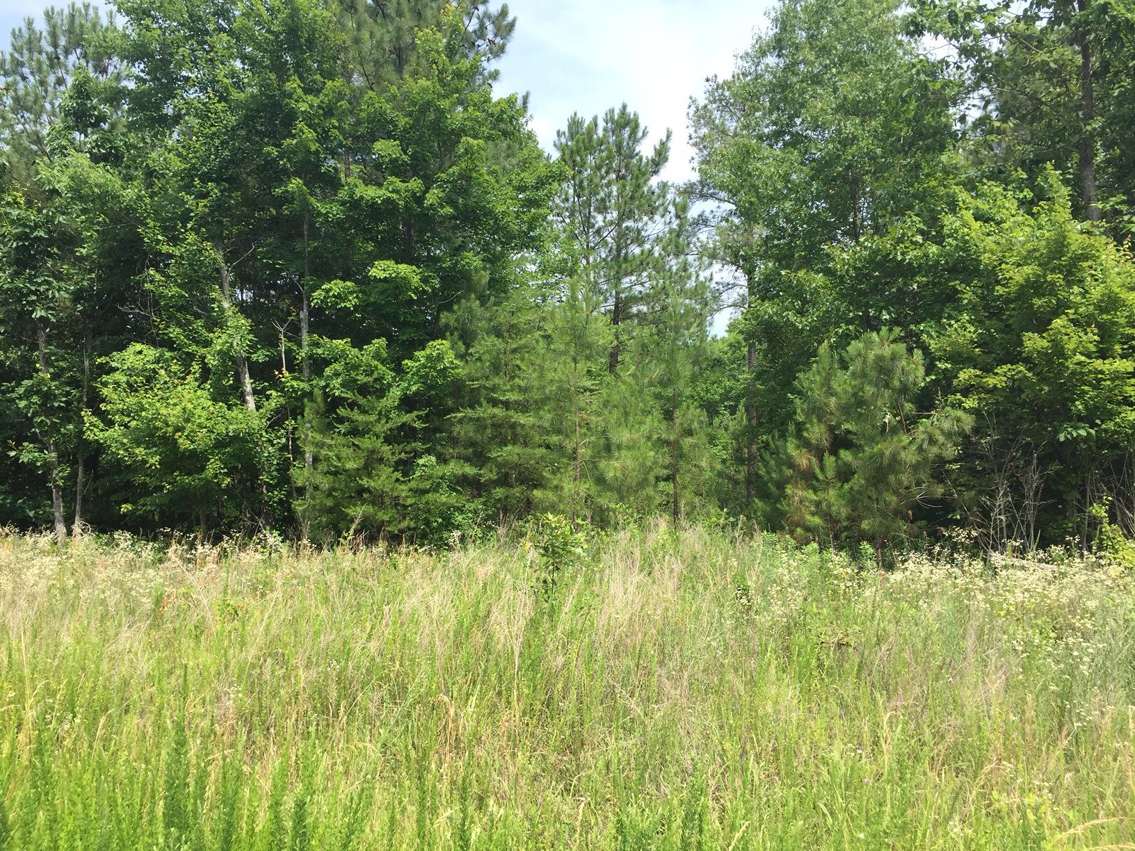 3 Acres of Wooded Land in Buckingham Owner Financing Available