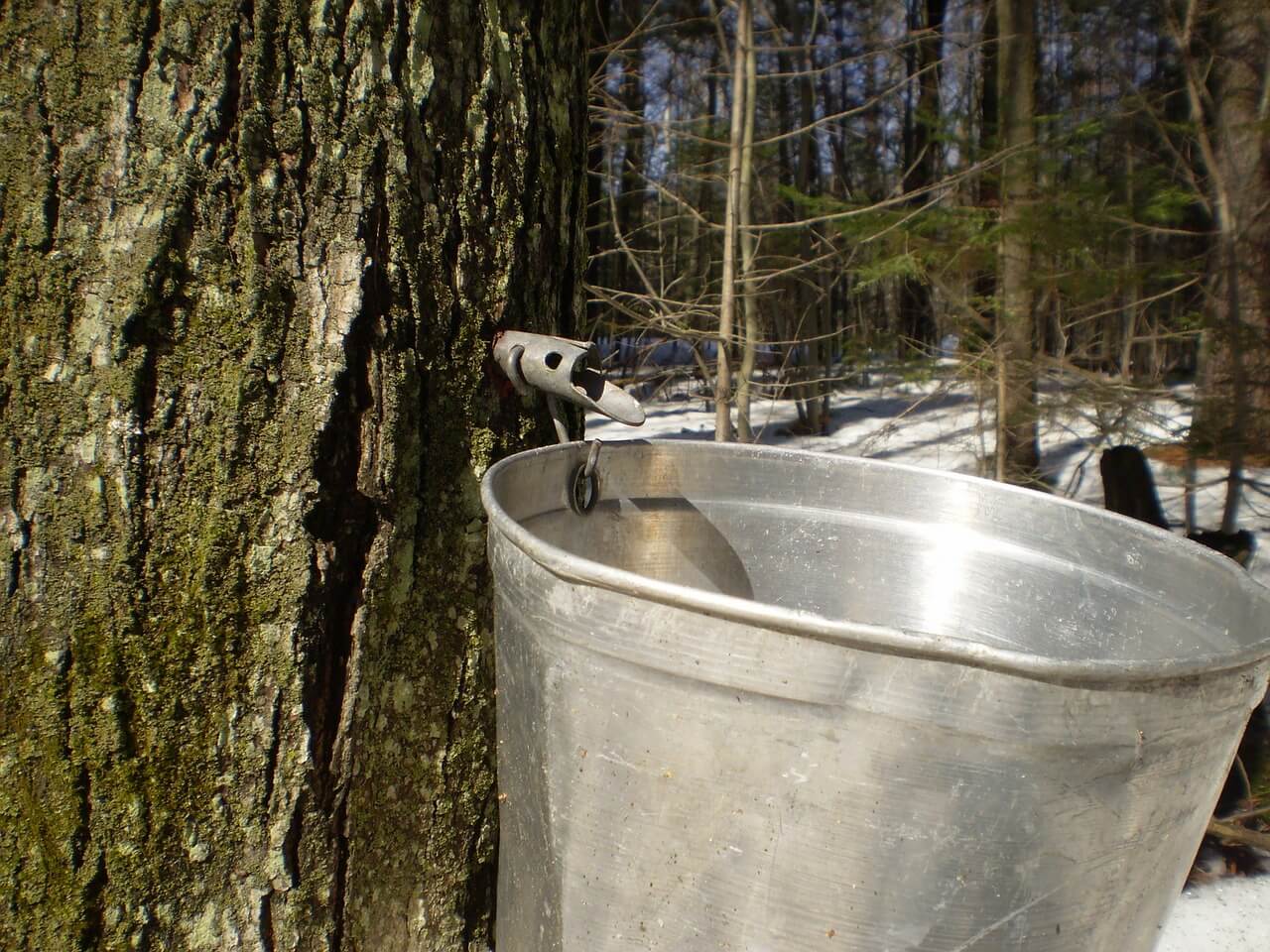For decades, maple syrup was one of Virginia’s bestkept secrets. Now