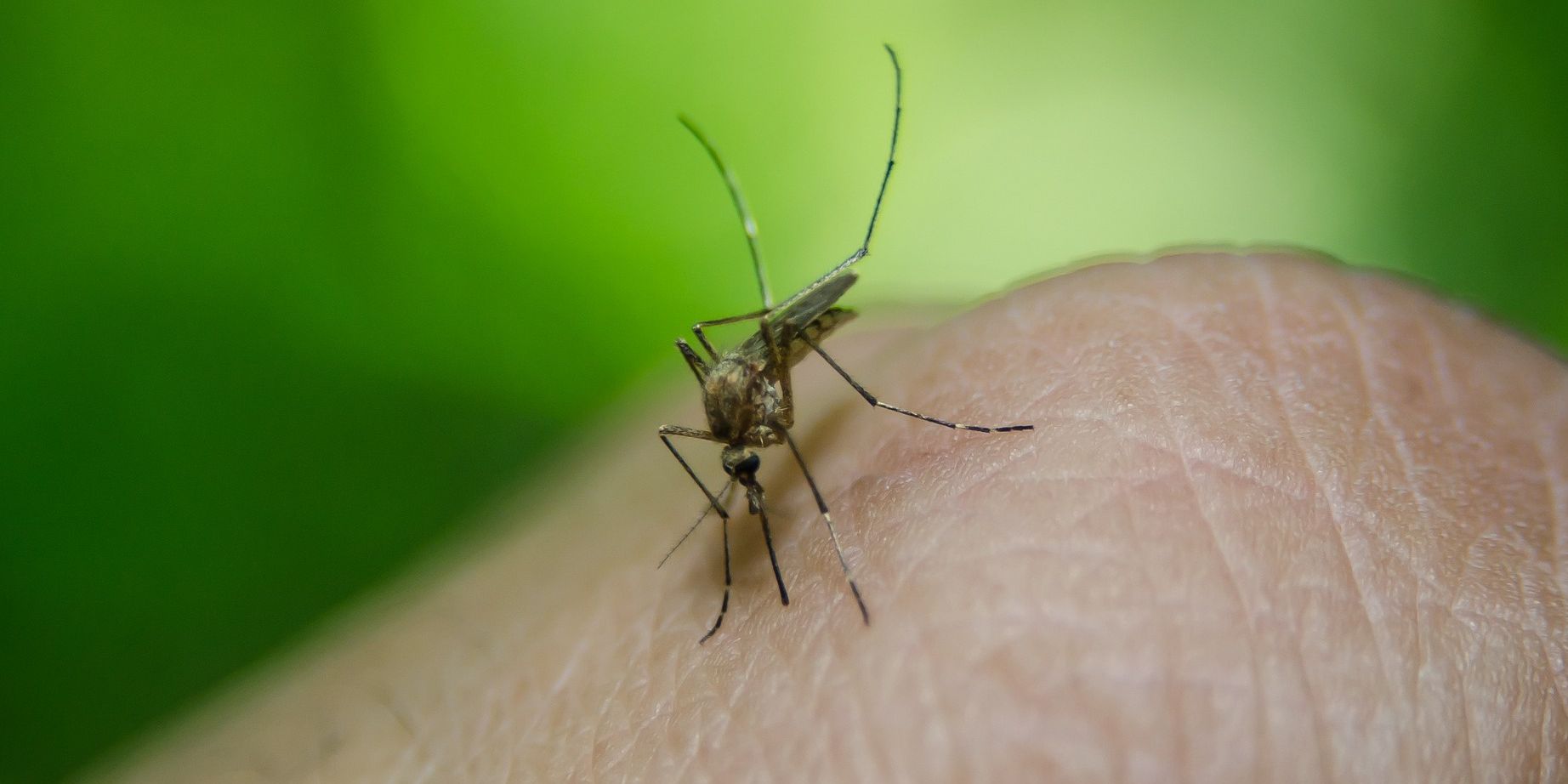 Mosquitoes are adept at adaptation. Va. Tech scientists want to know