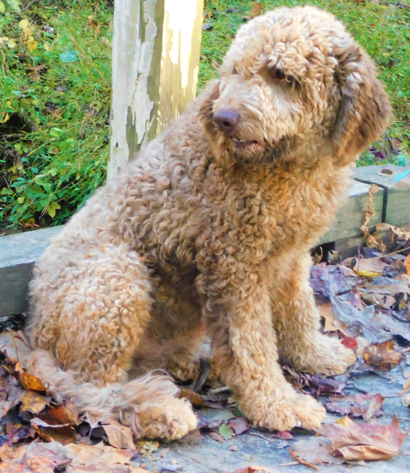 Litter of 50 lbs F1B Goldendoodles, Sold Out Doodle Breeder