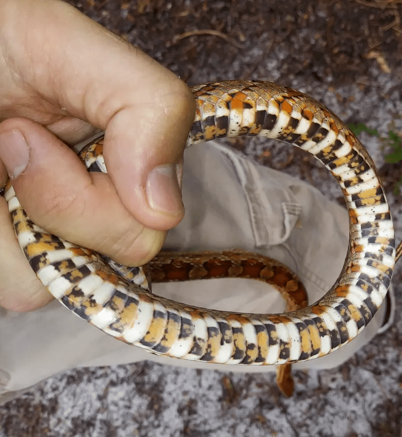 Corn Snake Virginia Snake Removal