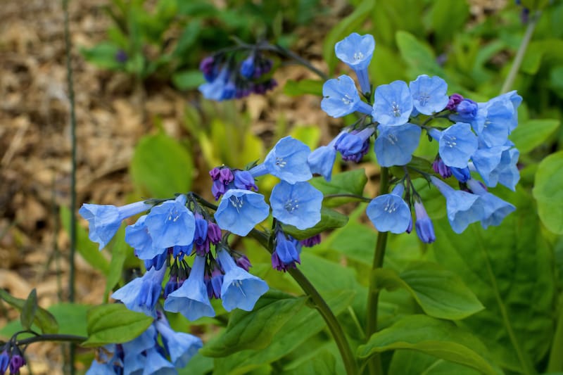 7 Places to See Spring Wildflowers in Virginia (& Nearby)
