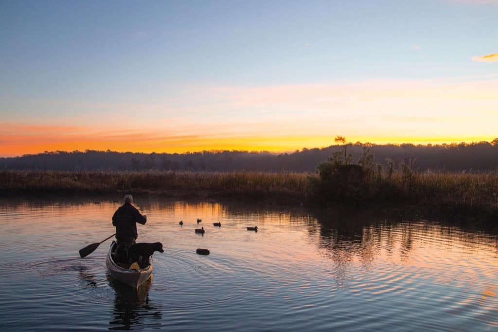 Exploring the Lower Chickahominy River Part 1 Chickahominy Wildlife