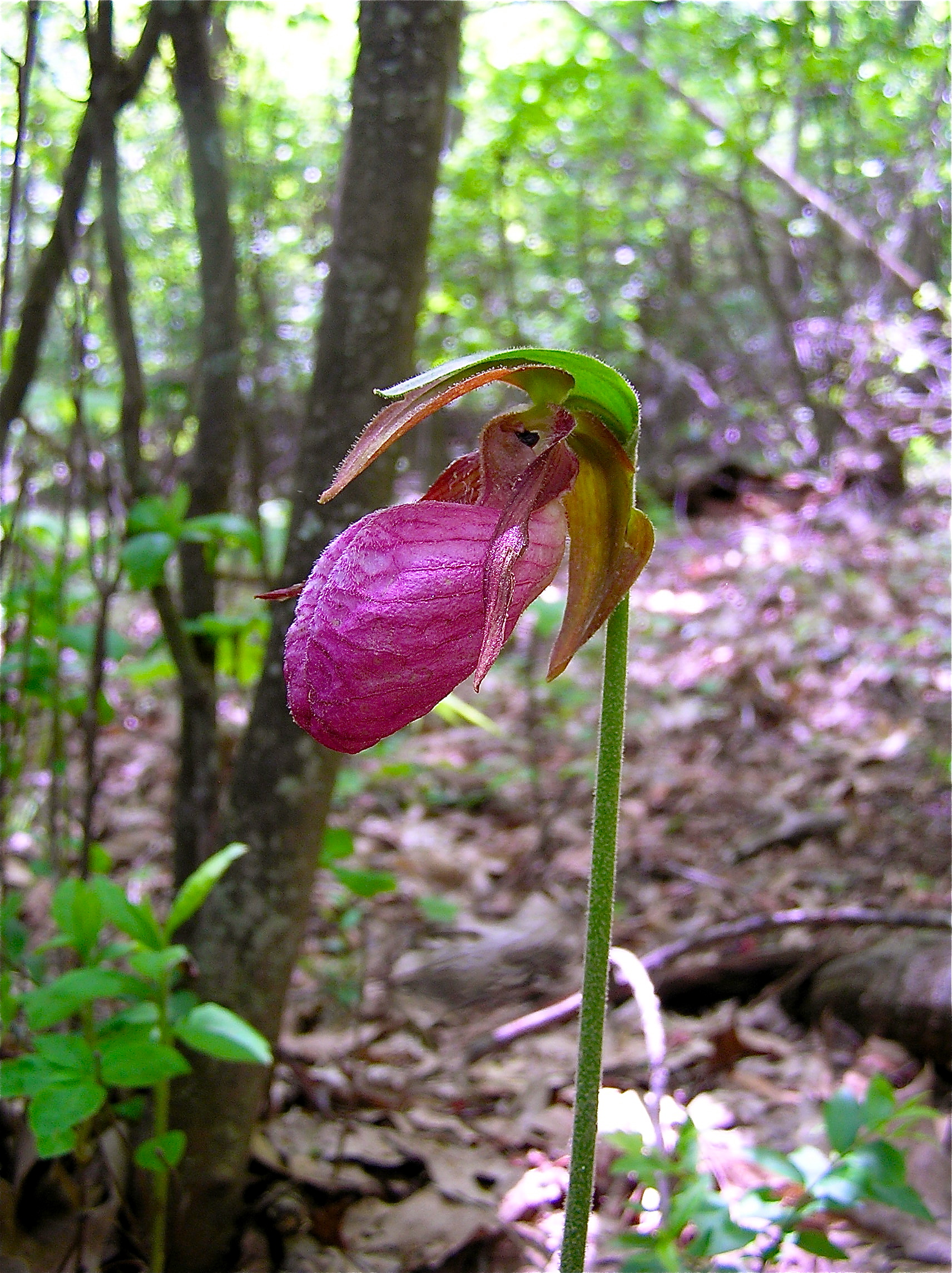 Pink Lady’s Slipper VIRGINIA WILDFLOWERS
