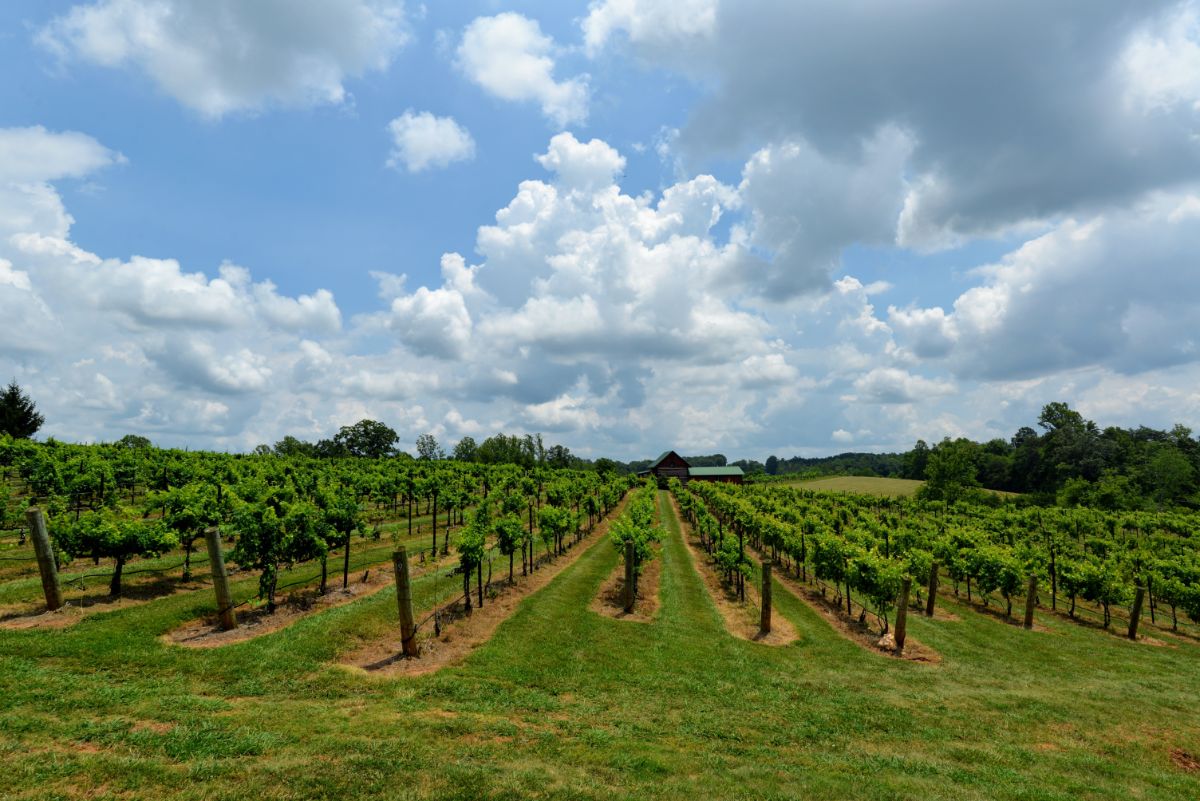 Celebrate the Holiday Season with Virginia Wineries Virginia Wineries