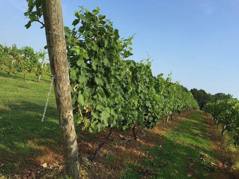 Caret Cellars Virginia Wineries for Sale