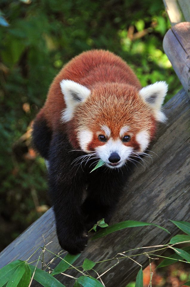 Red Panda Update Virginia Zoo in Norfolk