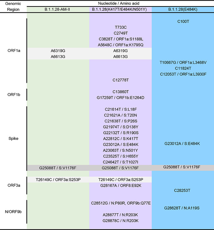 relationship of SARSCoV2 sequences from Amazonas with