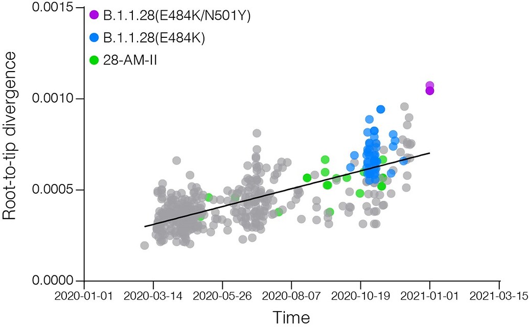 relationship of SARSCoV2 sequences from Amazonas with
