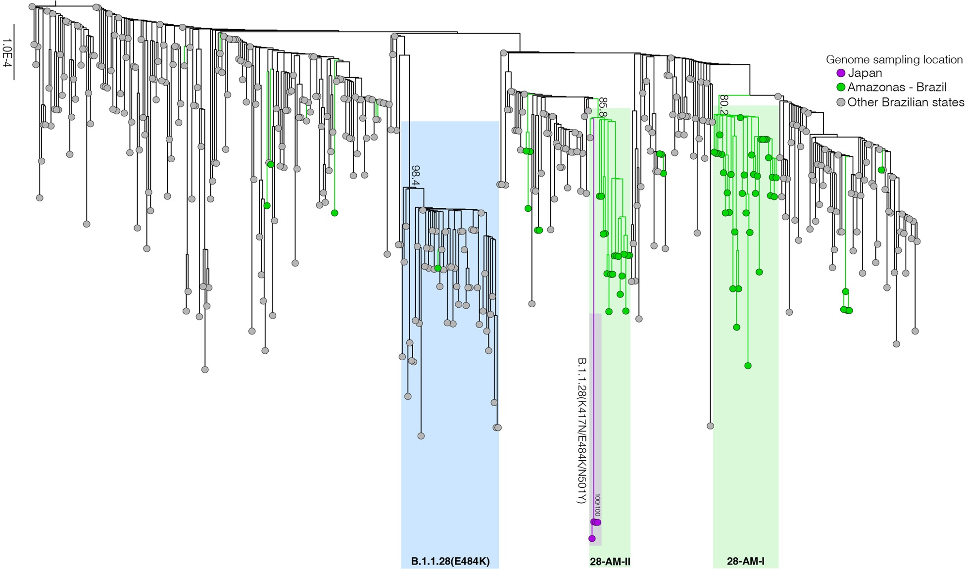 relationship of SARSCoV2 sequences from Amazonas with