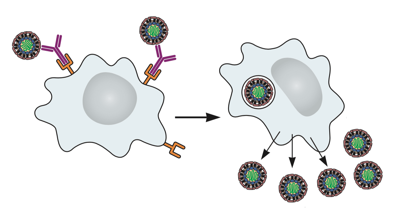 Antibodies aid dengue and Zika virus infection Virology Blog