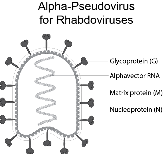 Rabies Pseudoviral Neutralization Assay Kit