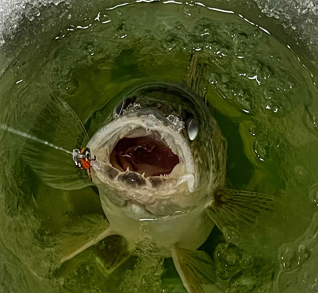 McIntosh Co, ND (January 31st, 2023) Virtual Angling