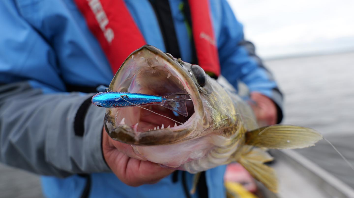 Glide Baits Simple Tips For Catching More Fish Virtual Angling