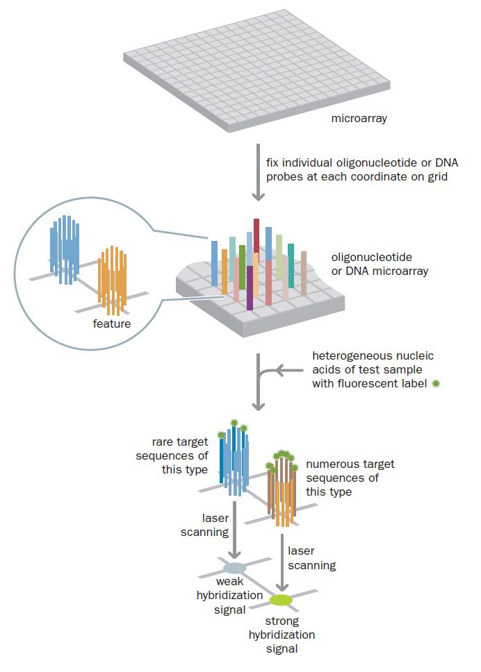 تکنیک DNA microarray دکتر مجازی