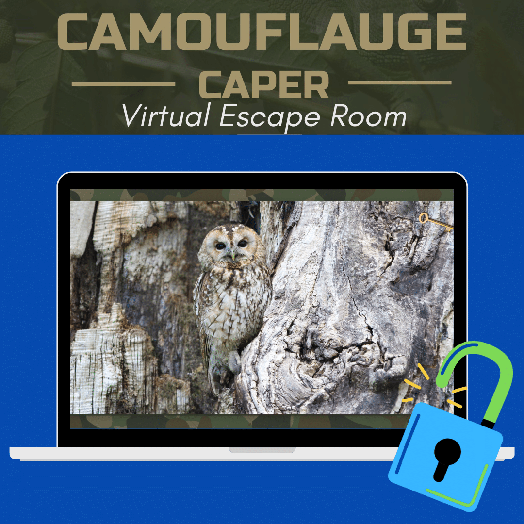 Camouflage Caper A Wild Animal Adventure Virtual Escape Rooms