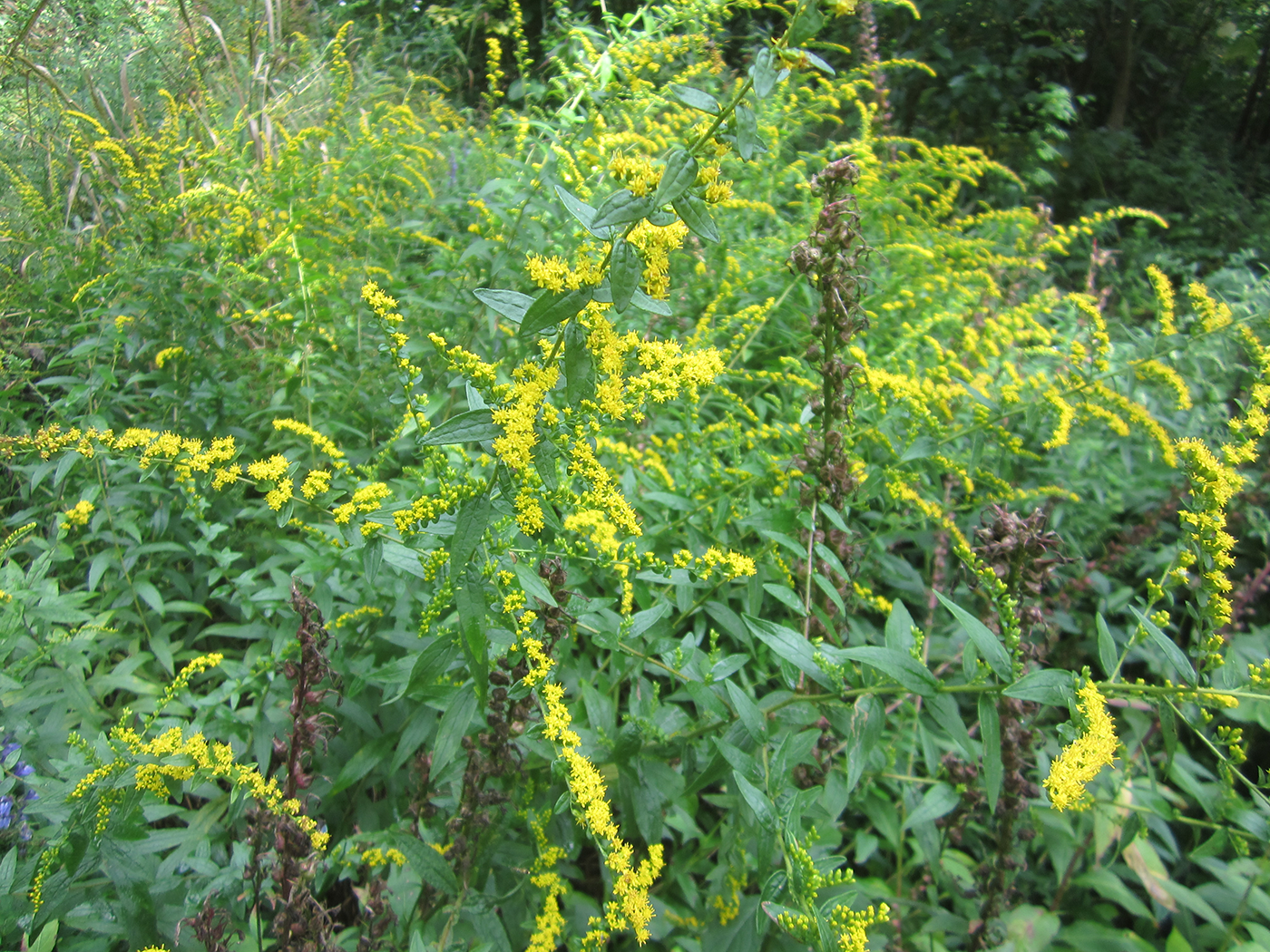 Wreath Goldenrod Powdermill Nature Reserve