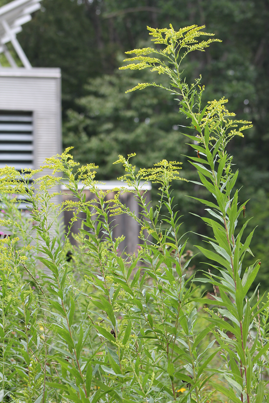 Goldenrod Powdermill Nature Reserve