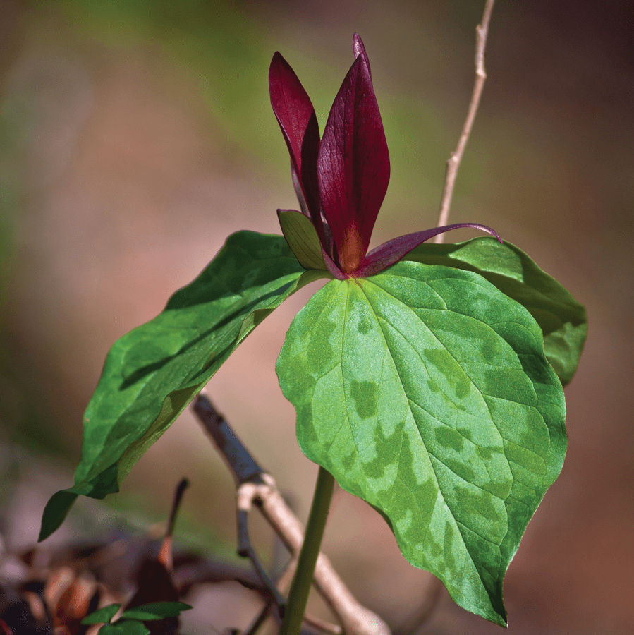 Toad Trillium Powdermill Nature Reserve