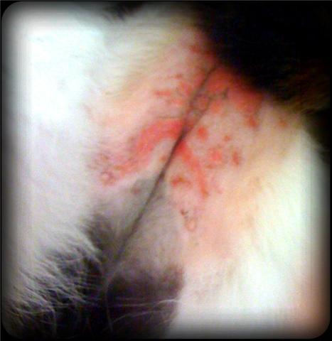 Red Cat Belly Rash | Virtuavet