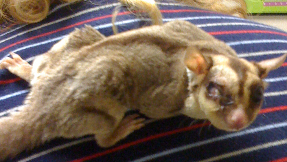 Are Sugar Gliders Good With Cats And Dogs