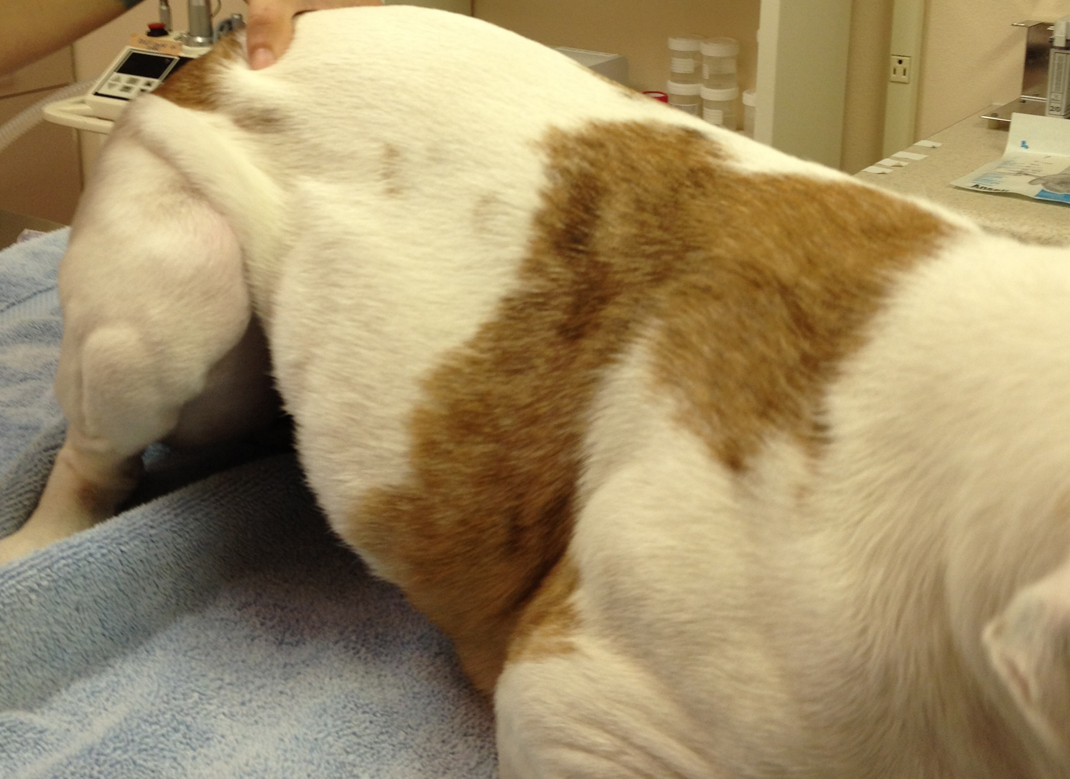 Fatty Lumps In Dogs | Virtuavet