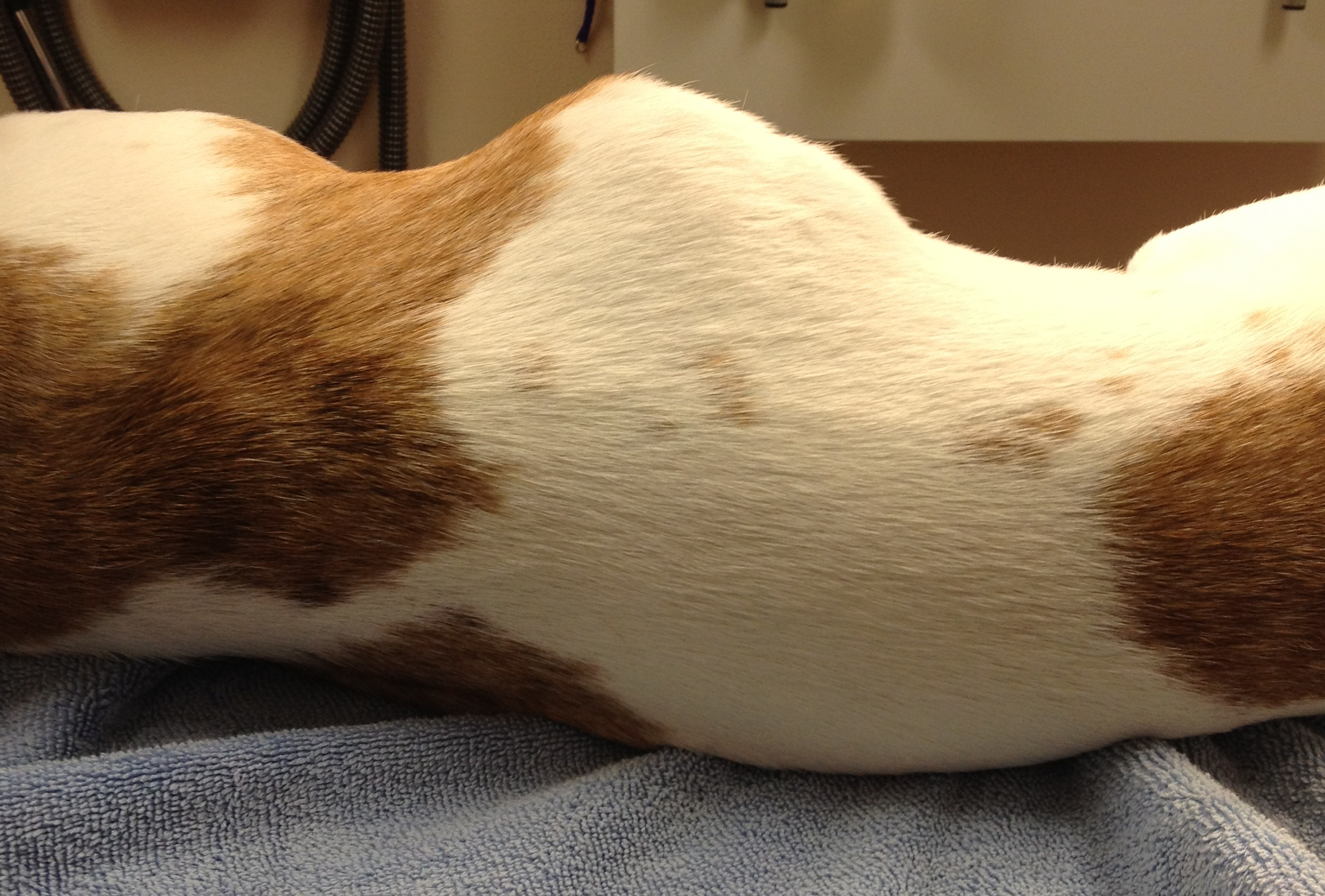 Common Lumps On Dogs | Virtuavet