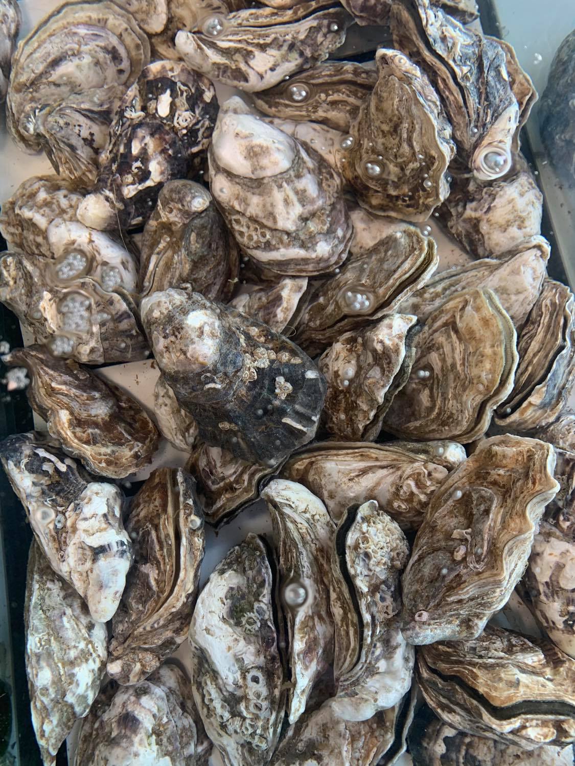 PASQUALINO MASSA, L'OSTRICARO PIÙ FAMOSO D'ABRUZZO RACCONTA LA REGINA