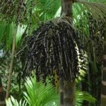 Startups se preparam para COP30 com inovações e sustentabilidade