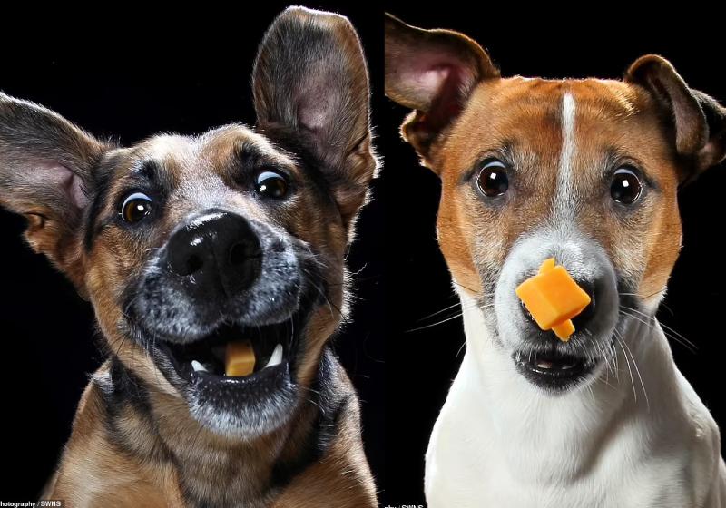 fotos de pets,fotos de cães