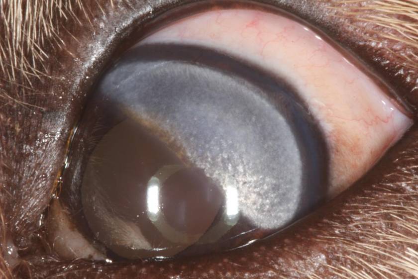 Dystrophie cornéenne stromale héréditaire chez une Golden Retriever