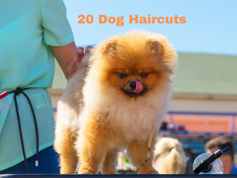 20 Haircut Styles To Wow Any Dog Lover