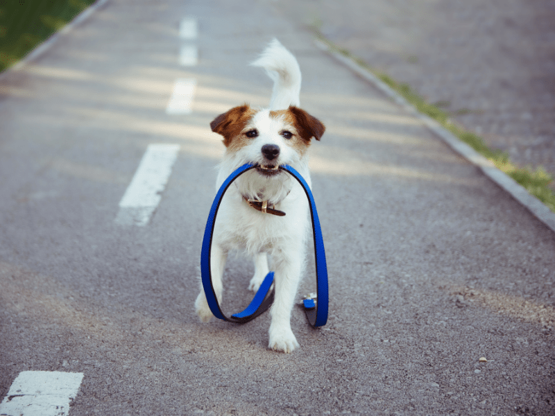 Find Out the Best Dog Breeds for OffLeash Hikes