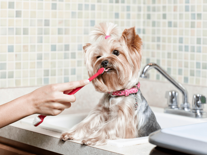 How to Keep Your Dog's Teeth Healthy