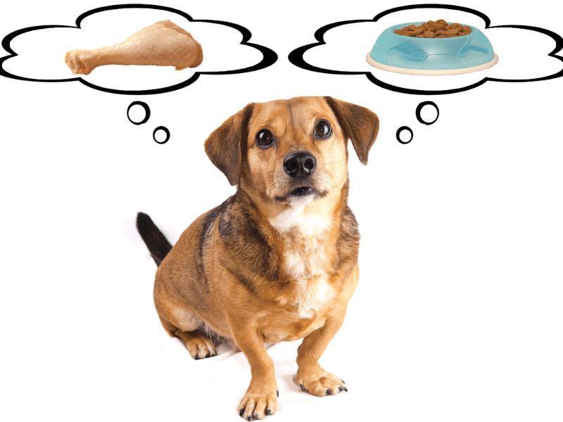 Ultimate Guide to the Most Nutritious and WellBalanced Diet for Your Dog