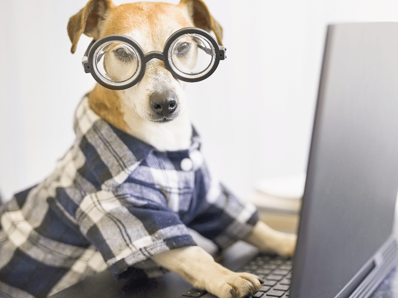 Ways to Get A Dog to Stop Jumping on You