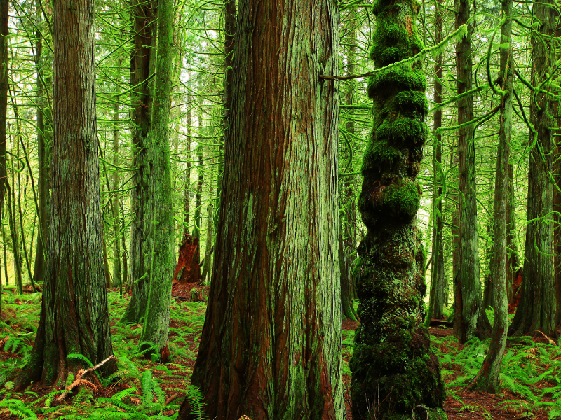 Pacific Northwest Guide to Dogs