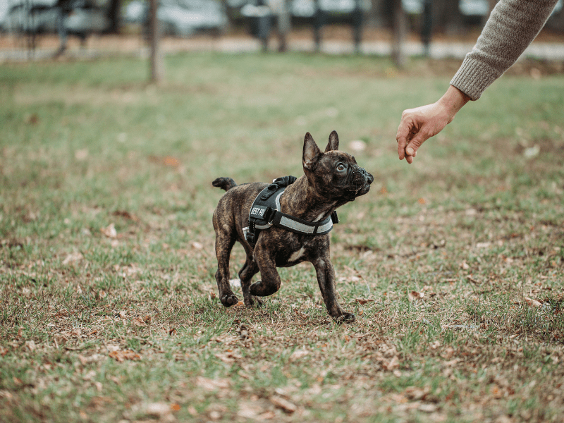Unlock Your Dog's Potential 15 Amazing Words You Can Teach Your Dog!
