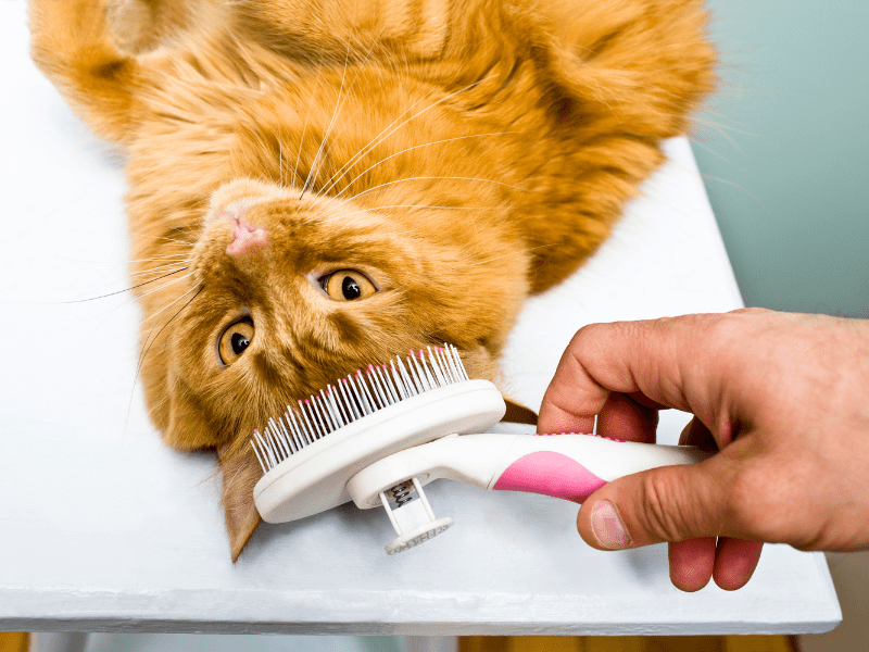 Cat Grooming Why Do Cats Groom Themselves?