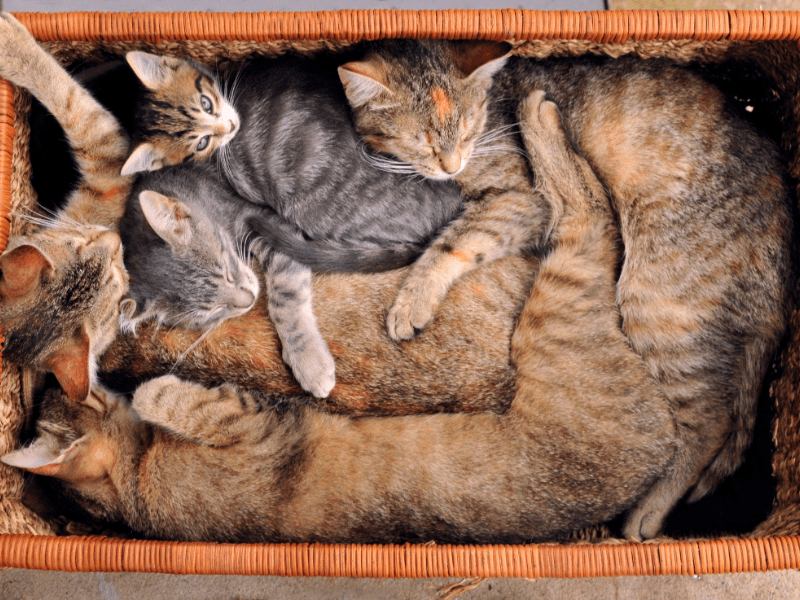 Unpacking the Mystery Why Cats Love Boxes More Than Fancy Beds