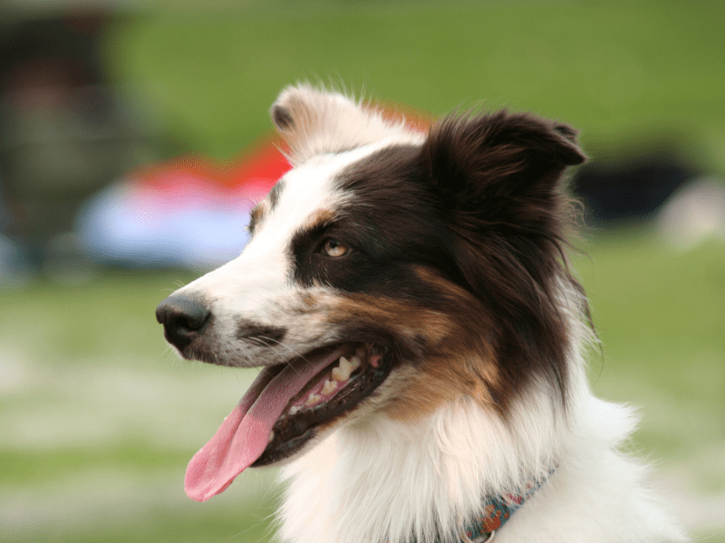 20 MustKnow Facts About Neutering and Spaying Your Dog Unleash Your