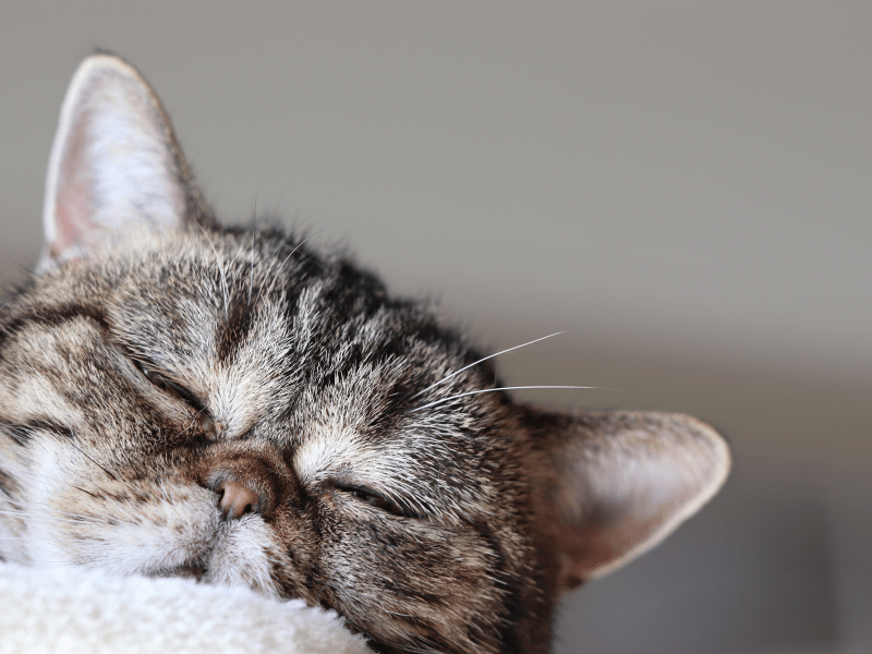 Purrfect Harmony Unleashing the Healing Magic of Cats