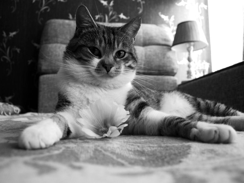 Compassionate Cats Feline Friends with Loving Hearts