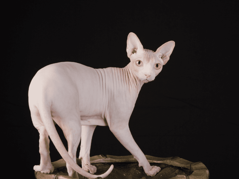 Can Cats Get Sunburned? Here's What You Need to Know to Protect Your